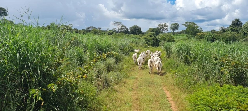 Fazenda no VALE DO ARAGUAIA - Dupla aptidão - ARAGUAÇU-TO: 2ª foto da galeria de imagens do imóvel