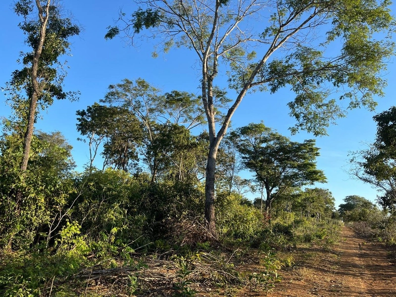 Fazenda no VALE DO ARAGUAIA - Dupla aptidão - ARAGUAÇU-TO: 10ª foto da galeria de imagens do imóvel