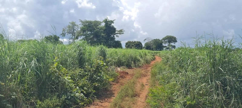 Fazenda no VALE DO ARAGUAIA - Dupla aptidão - ARAGUAÇU-TO: 5ª foto da galeria de imagens do imóvel
