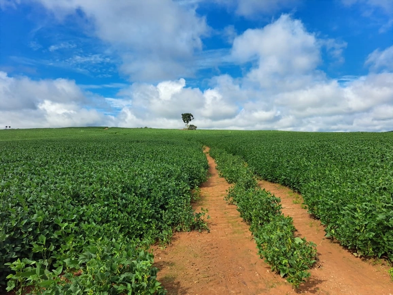 Fazenda a venda em Ipameri-GO, Dupla aptidão, SOJA-CAFÉ-LARANJA-GADO: 16ª foto da galeria de imagens do imóvel