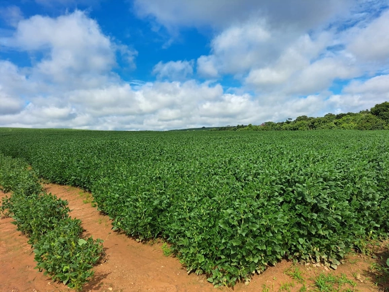 Fazenda a venda em Ipameri-GO, Dupla aptidão, SOJA-CAFÉ-LARANJA-GADO: 20ª foto da galeria de imagens do imóvel