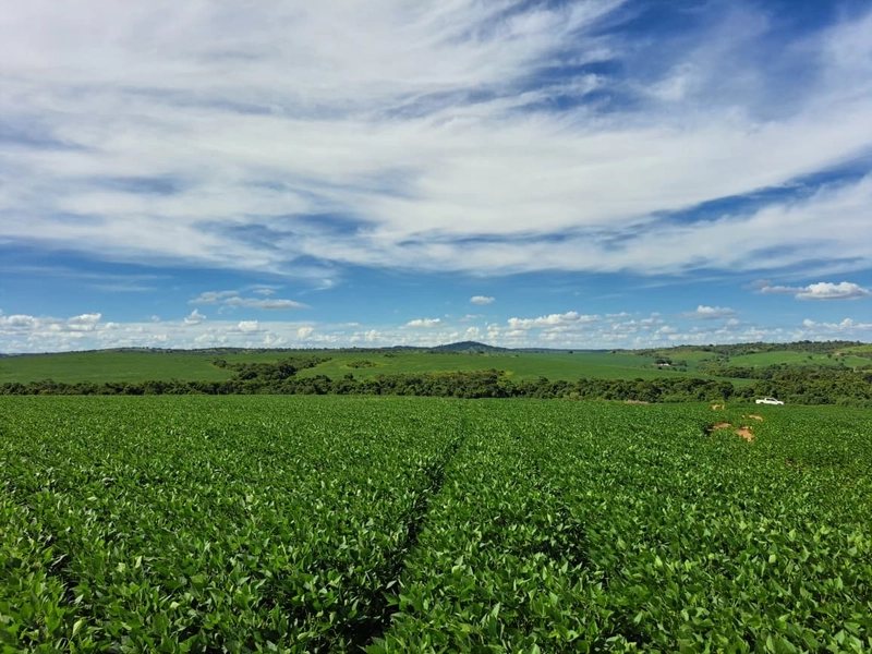 Fazenda a venda em Ipameri-GO, Dupla aptidão, SOJA-CAFÉ-LARANJA-GADO: 15ª foto da galeria de imagens do imóvel