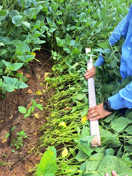 Fazenda a venda em Ipameri-GO, Dupla aptidão, SOJA-CAFÉ-LARANJA-GADO: 14ª foto da galeria de imagens do imóvel