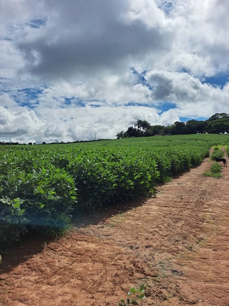 Fazenda a venda em Ipameri-GO, Dupla aptidão, SOJA-CAFÉ-LARANJA-GADO: 18ª foto da galeria de imagens do imóvel