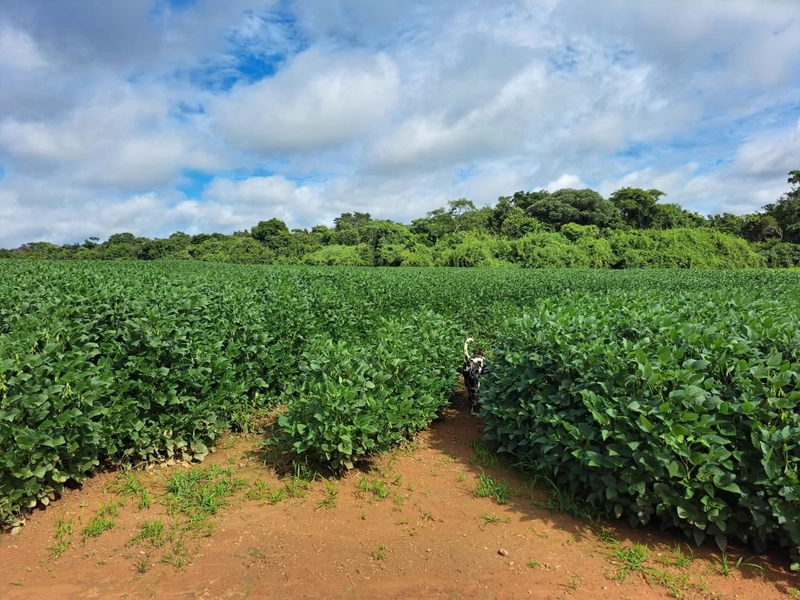 Fazenda a venda em Ipameri-GO, Dupla aptidão, SOJA-CAFÉ-LARANJA-GADO: 22ª foto da galeria de imagens do imóvel