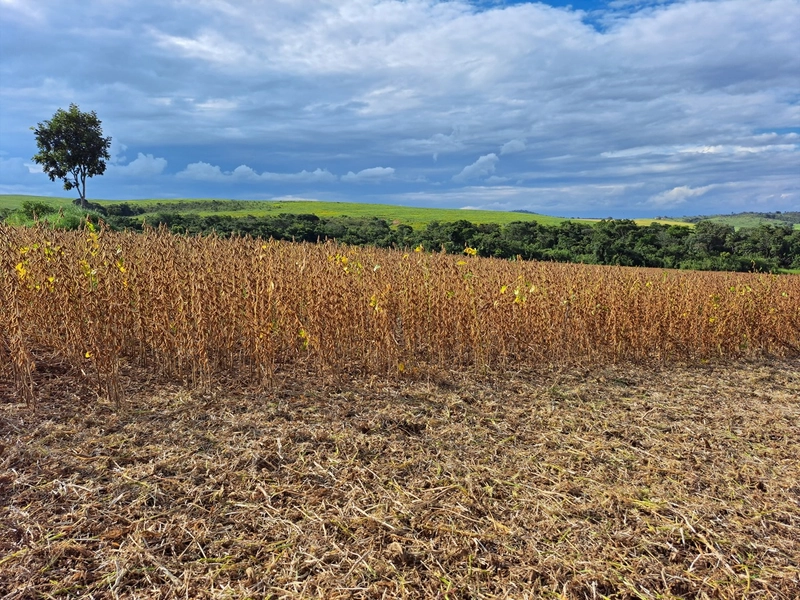 Fazenda a venda em Ipameri-GO, Dupla aptidão, SOJA-CAFÉ-LARANJA-GADO: 10ª foto da galeria de imagens do imóvel