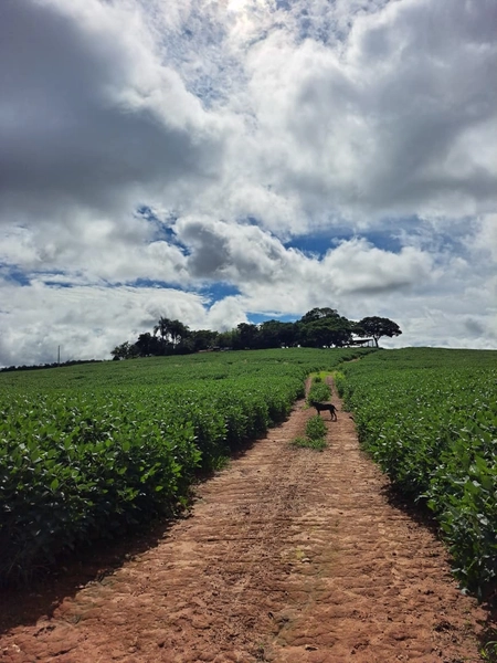 Fazenda a venda em Ipameri-GO, Dupla aptidão, SOJA-CAFÉ-LARANJA-GADO: 23ª foto da galeria de imagens do imóvel