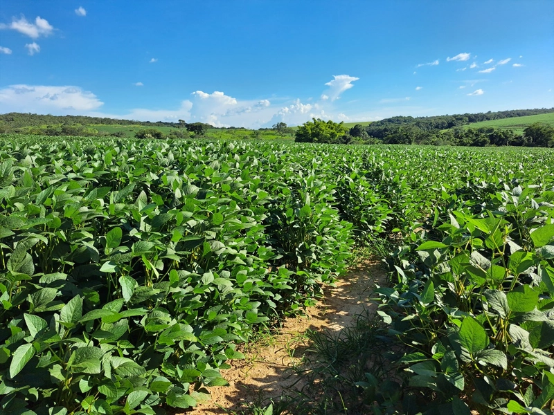Fazenda a venda em Ipameri-GO, Dupla aptidão, SOJA-CAFÉ-LARANJA-GADO: 1ª foto da galeria de imagens do imóvel