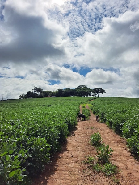 Fazenda a venda em Ipameri-GO, Dupla aptidão, SOJA-CAFÉ-LARANJA-GADO: 13ª foto da galeria de imagens do imóvel