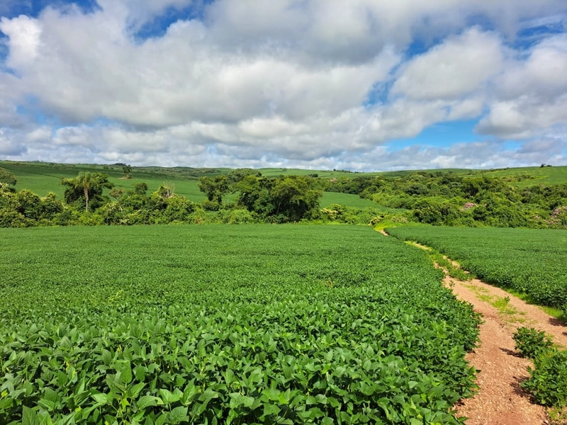 Fazenda a venda em Ipameri-GO, Dupla aptidão, SOJA-CAFÉ-LARANJA-GADO: 17ª foto da galeria de imagens do imóvel