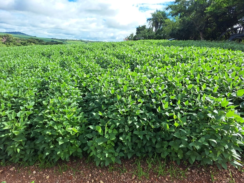 Fazenda a venda em Ipameri-GO, Dupla aptidão, SOJA-CAFÉ-LARANJA-GADO: 19ª foto da galeria de imagens do imóvel