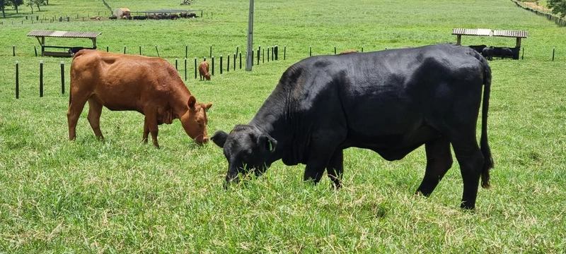 Fazenda exclusiva em Uberaba - MG - SOJA-CAFÉ-BOI-LARANJA: 15ª foto da galeria de imagens do imóvel