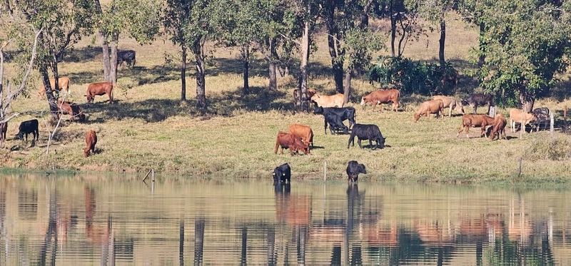 Fazenda exclusiva em Uberaba - MG - SOJA-CAFÉ-BOI-LARANJA: 6ª foto da galeria de imagens do imóvel