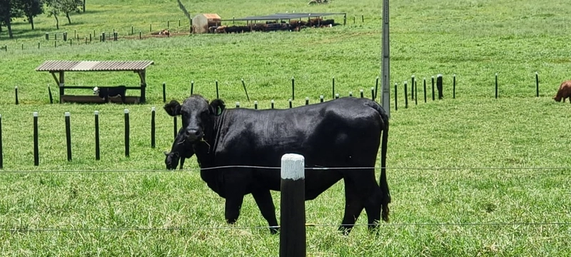 Fazenda exclusiva em Uberaba - MG - SOJA-CAFÉ-BOI-LARANJA: 26ª foto da galeria de imagens do imóvel