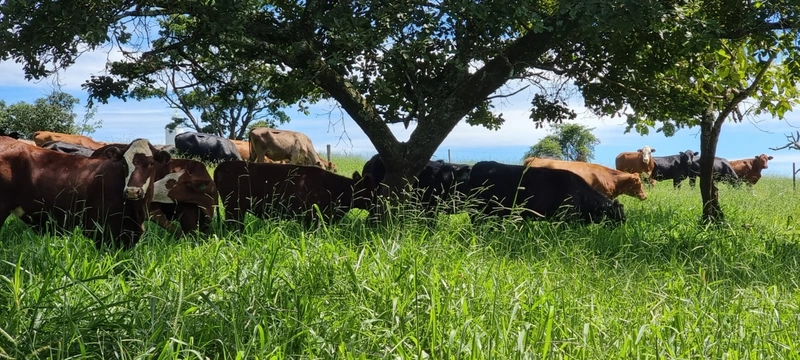 Fazenda exclusiva em Uberaba - MG - SOJA-CAFÉ-BOI-LARANJA: 28ª foto da galeria de imagens do imóvel