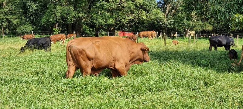 Fazenda exclusiva em Uberaba - MG - SOJA-CAFÉ-BOI-LARANJA: 19ª foto da galeria de imagens do imóvel