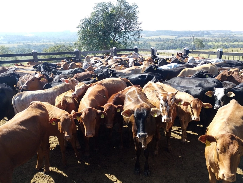Fazenda exclusiva em Uberaba - MG - SOJA-CAFÉ-BOI-LARANJA: 8ª foto da galeria de imagens do imóvel
