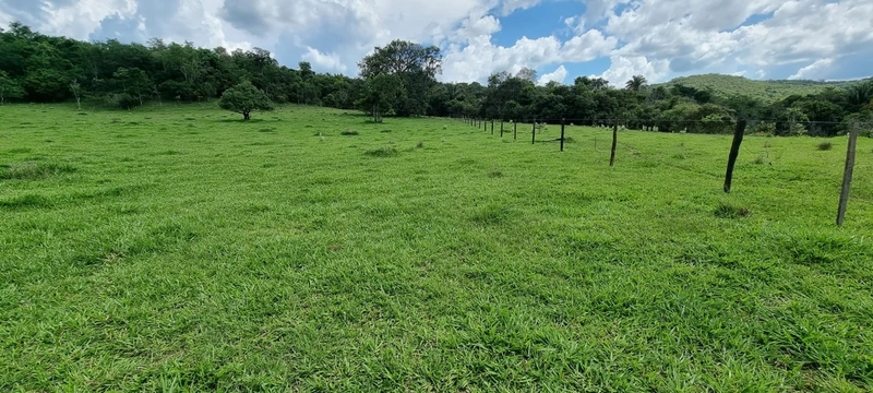 Fazenda exclusiva em Uberaba - MG - SOJA-CAFÉ-BOI-LARANJA: 14ª foto da galeria de imagens do imóvel