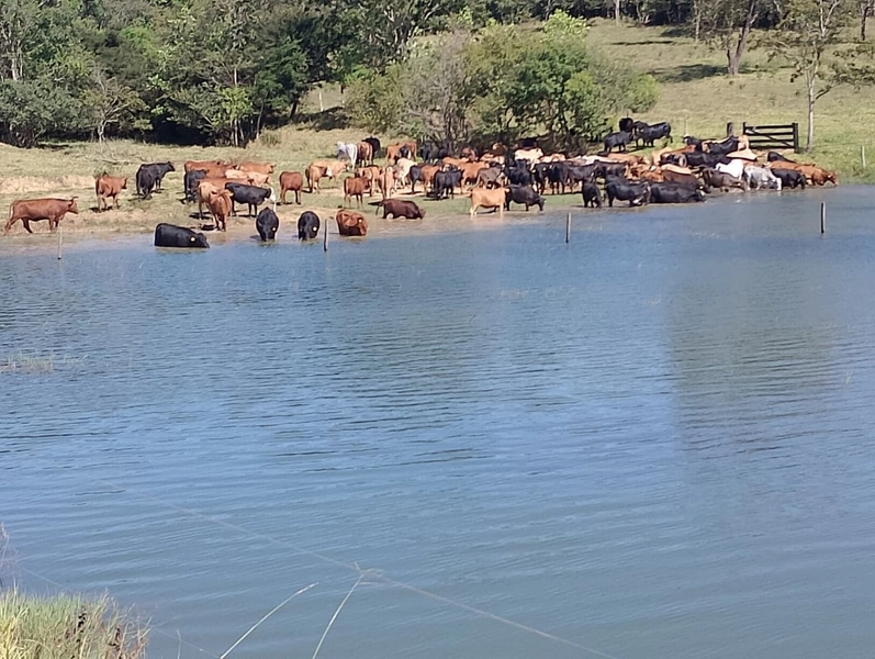 Fazenda exclusiva em Uberaba - MG - SOJA-CAFÉ-BOI-LARANJA: 4ª foto da galeria de imagens do imóvel