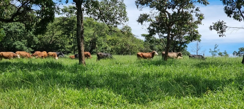 Fazenda exclusiva em Uberaba - MG - SOJA-CAFÉ-BOI-LARANJA: 16ª foto da galeria de imagens do imóvel