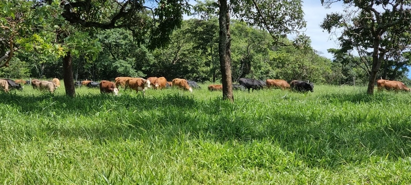 Fazenda exclusiva em Uberaba - MG - SOJA-CAFÉ-BOI-LARANJA: 27ª foto da galeria de imagens do imóvel