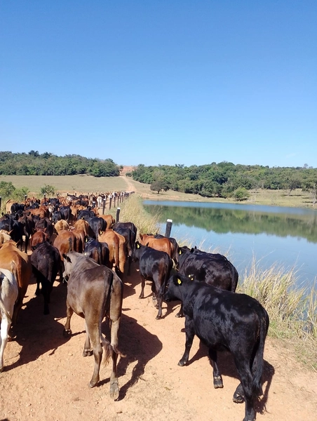 Fazenda exclusiva em Uberaba - MG - SOJA-CAFÉ-BOI-LARANJA: 25ª foto da galeria de imagens do imóvel