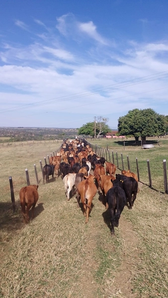 Fazenda exclusiva em Uberaba - MG - SOJA-CAFÉ-BOI-LARANJA: 9ª foto da galeria de imagens do imóvel
