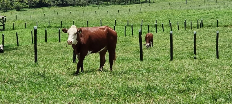 Fazenda exclusiva em Uberaba - MG - SOJA-CAFÉ-BOI-LARANJA: 13ª foto da galeria de imagens do imóvel