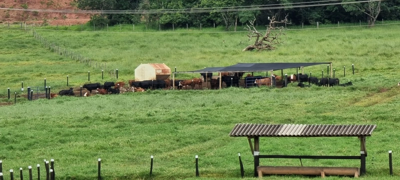 Fazenda exclusiva em Uberaba - MG - SOJA-CAFÉ-BOI-LARANJA: 21ª foto da galeria de imagens do imóvel