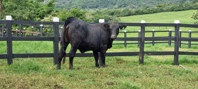 Fazenda exclusiva em Uberaba - MG - SOJA-CAFÉ-BOI-LARANJA: 20ª foto da galeria de imagens do imóvel