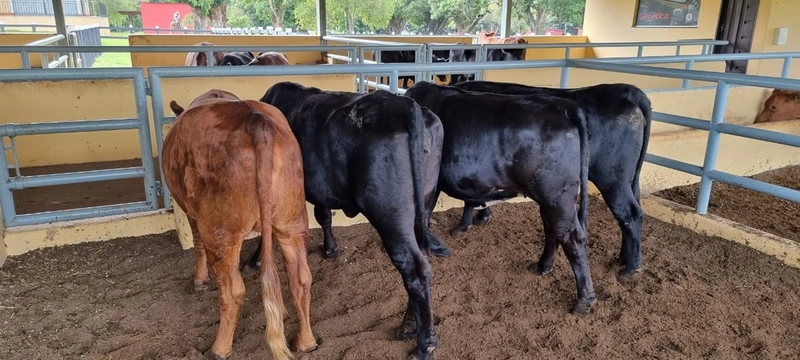 Fazenda exclusiva em Uberaba - MG - SOJA-CAFÉ-BOI-LARANJA: 18ª foto da galeria de imagens do imóvel