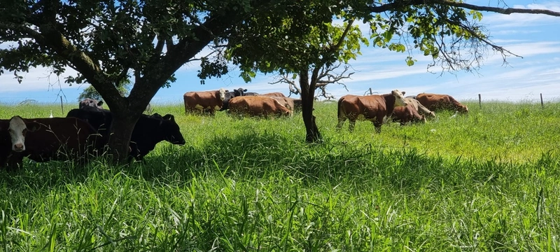 Fazenda exclusiva em Uberaba - MG - SOJA-CAFÉ-BOI-LARANJA: 29ª foto da galeria de imagens do imóvel