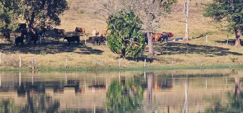 Fazenda exclusiva em Uberaba - MG - SOJA-CAFÉ-BOI-LARANJA: 23ª foto da galeria de imagens do imóvel