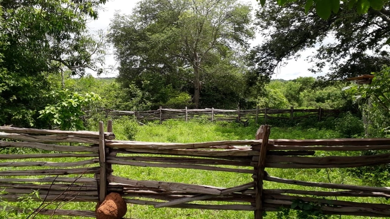 Fazenda barata em Minas Gerais - Januária-MG: 6ª foto da galeria de imagens do imóvel