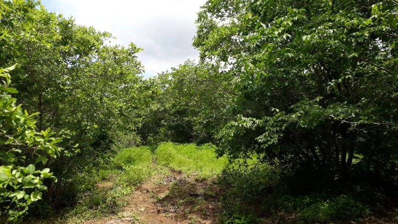 Fazenda barata em Minas Gerais - Januária-MG: 8ª foto da galeria de imagens do imóvel