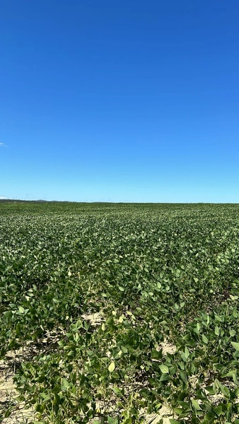 Fazenda em OFERTA para SOJA em Sítio d'Abadia-GO -SOJA-CAFÉ LARANJA: 6ª foto da galeria de imagens do imóvel