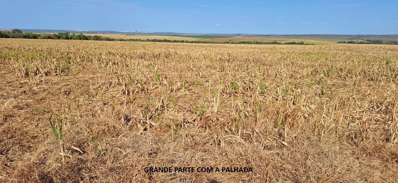 Fazenda grande para SOJA em Unaí - MG: 11ª foto da galeria de imagens do imóvel