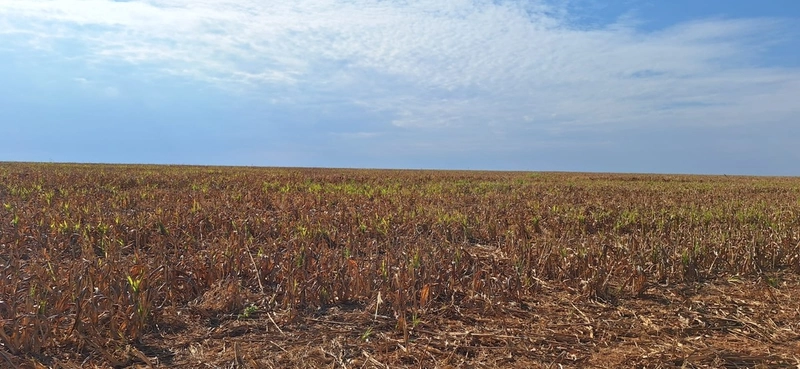 Fazenda grande para SOJA em Unaí - MG: 12ª foto da galeria de imagens do imóvel