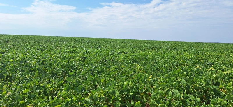 Fazenda grande para SOJA em Unaí - MG: 4ª foto da galeria de imagens do imóvel
