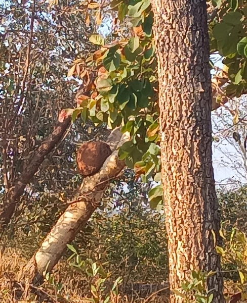 Fazenda em Minas Gerais - Ótima de preço - João Pinheiro-MG: 15ª foto da galeria de imagens do imóvel