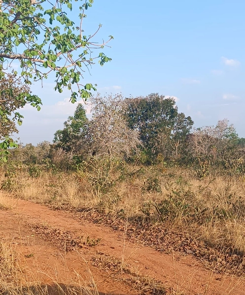 Fazenda em Minas Gerais - Ótima de preço - João Pinheiro-MG: 11ª foto da galeria de imagens do imóvel