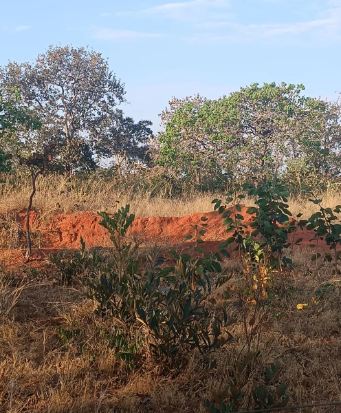Fazenda em Minas Gerais - Ótima de preço - João Pinheiro-MG: 16ª foto da galeria de imagens do imóvel