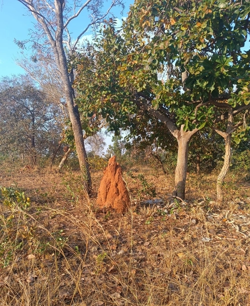 Fazenda em Minas Gerais - Ótima de preço - João Pinheiro-MG: 13ª foto da galeria de imagens do imóvel