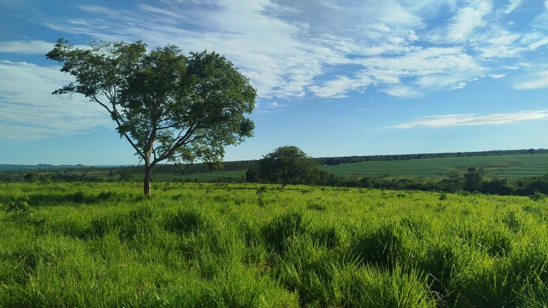 Fazena para ARRENDAMENTO em Iporá-GO: 2ª foto da galeria de imagens do imóvel