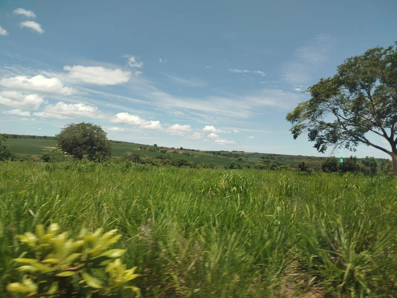 Fazena para ARRENDAMENTO em Iporá-GO: 3ª foto da galeria de imagens do imóvel