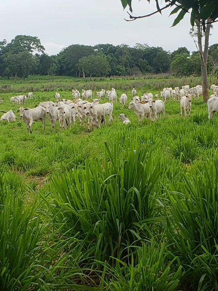 Fazenda a venda em Unaí-MG - 6 km da cidade: 20ª foto da galeria de imagens do imóvel