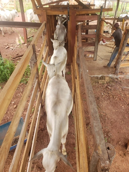Fazenda a venda em Unaí-MG - 6 km da cidade: 12ª foto da galeria de imagens do imóvel
