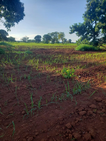 Fazenda a venda em Unaí-MG - 6 km da cidade: 21ª foto da galeria de imagens do imóvel