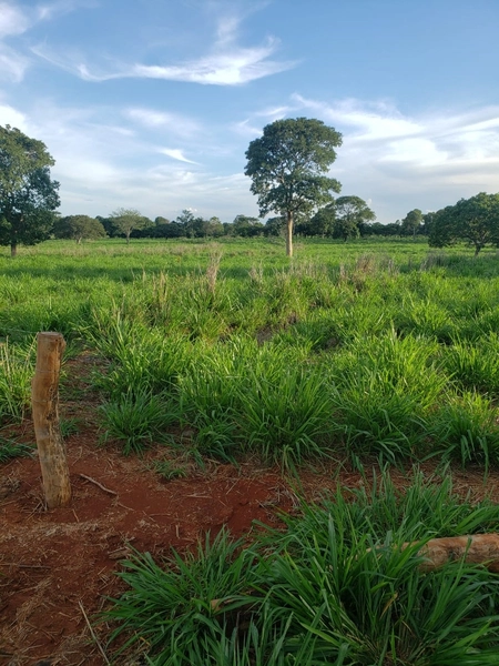 Fazenda a venda em Unaí-MG - 6 km da cidade: 14ª foto da galeria de imagens do imóvel