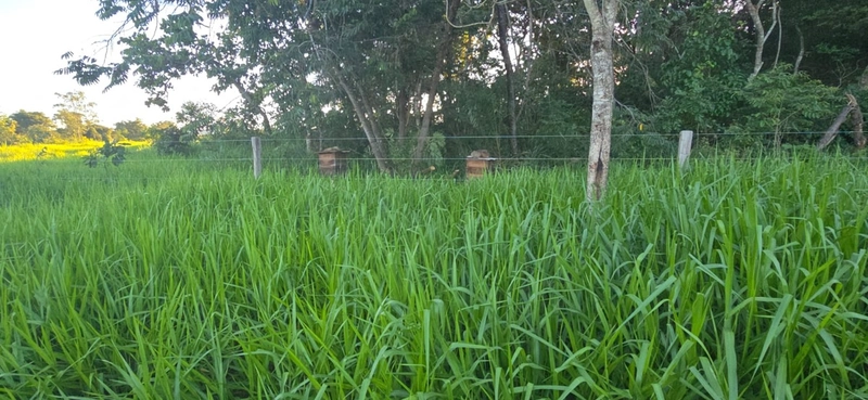 Arrendamento para PECUÁRIA - Em Formosa-GO: 1ª foto da galeria de imagens do imóvel